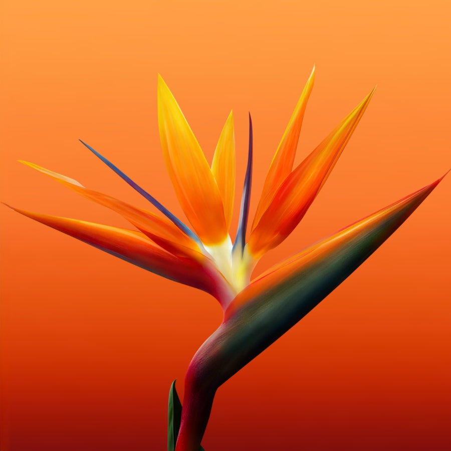 Bali Paradise Eau de Toilette