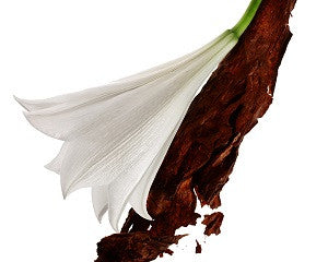 Mon Paris Eau de Parfum