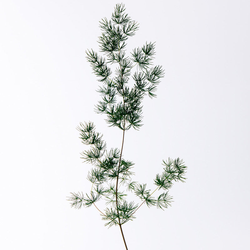 Loewe Apenas Loewe Cedro Eau de Toilette para homem