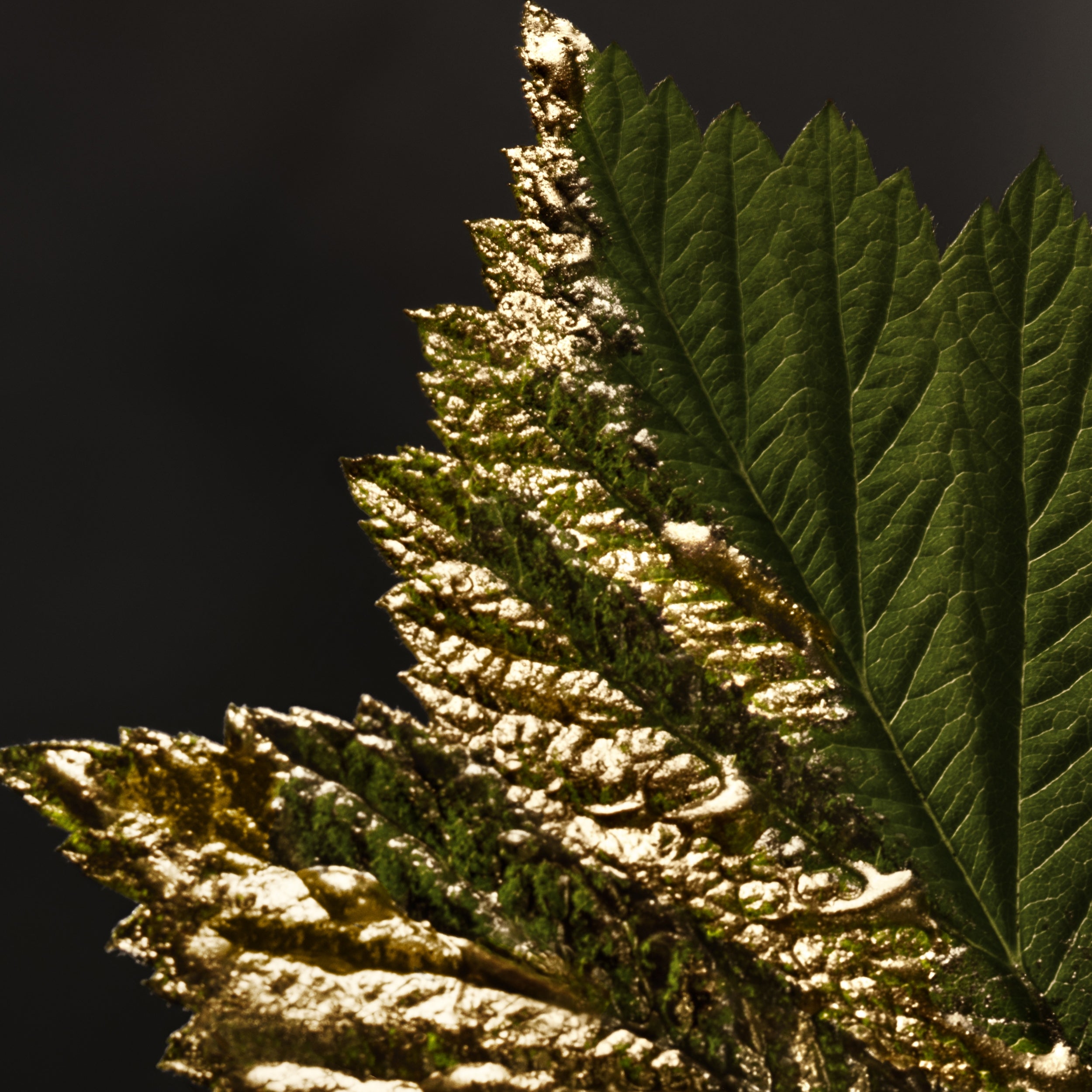 Boss Bottled Absolu Parfum Intense