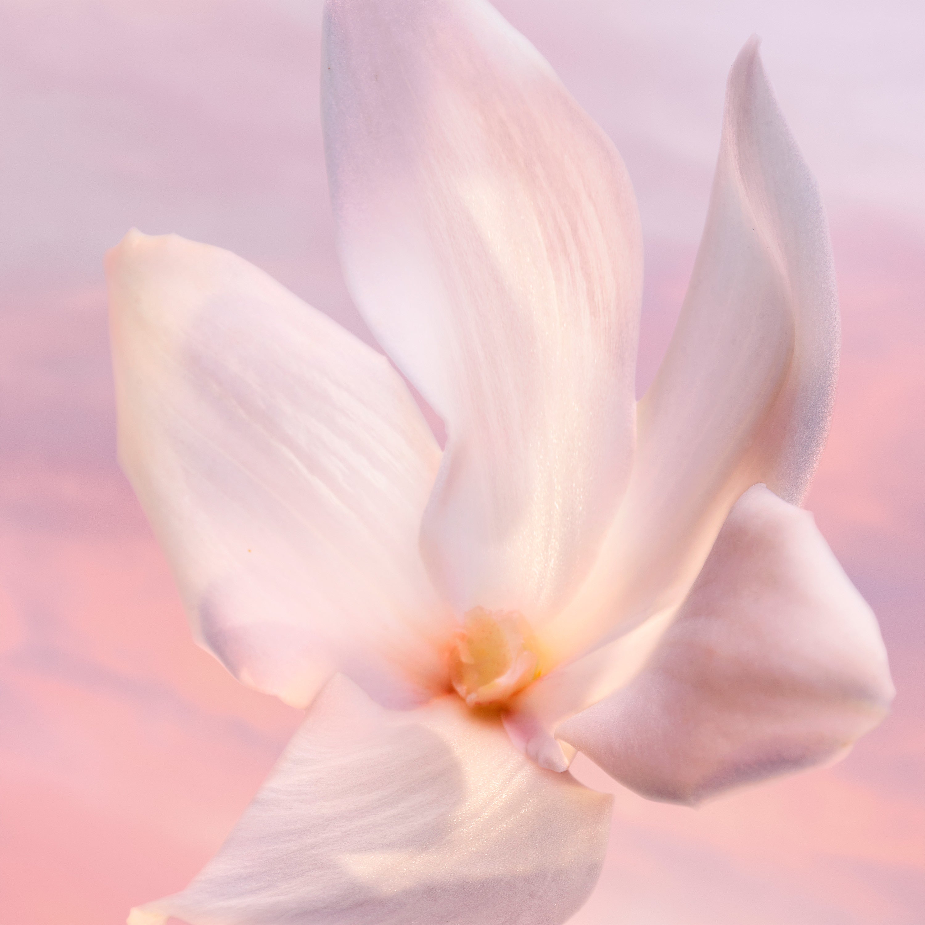 La Vie est Belle Vanille Nude Eau de Parfum